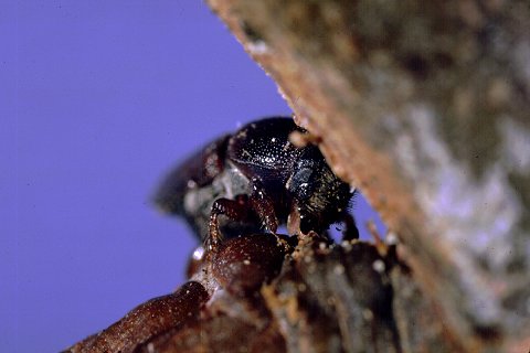 Elm bark beetle, <I>Scolytus multistriatus</I>, feeding in twig crotch of elm