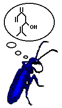 Meloid Beetle thinking of (R)-(-)-Ipsdienol