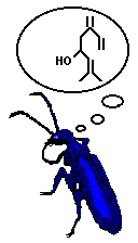 Meloid Beetle thinking of (S)-(+)-Ipsdienol