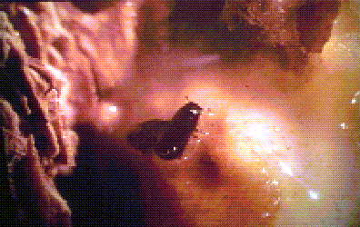 Dendroctonus brevicomis