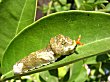 Black Swallotail (orange dog) caterpillar on Kumquat Leaf
