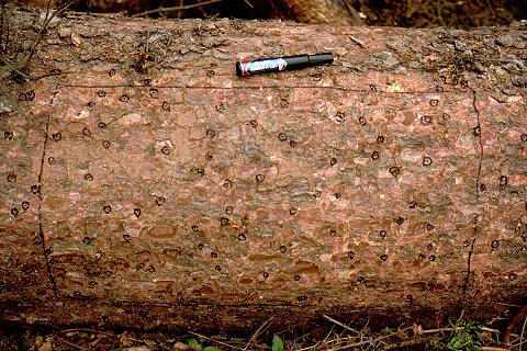 Attack spacing of Ips typographus on Norway Spruce