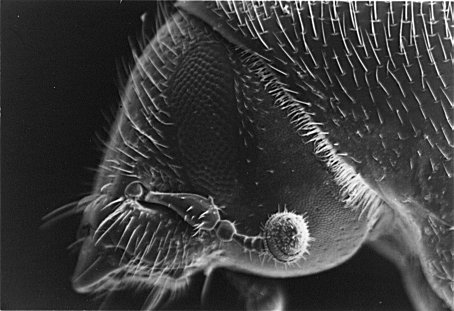 EM scan of Tomicus piniperda head