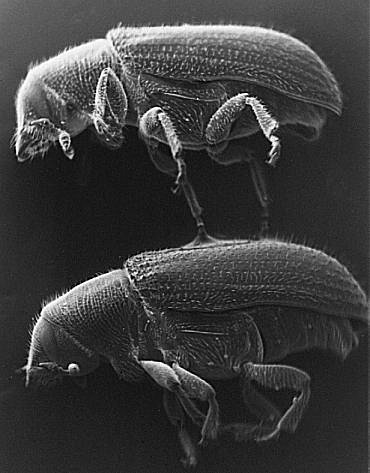 scanning electron microscope photo of male and female Tomicus piniperda
