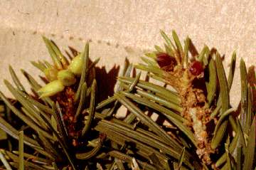 pinyon pine green and red stubby galls