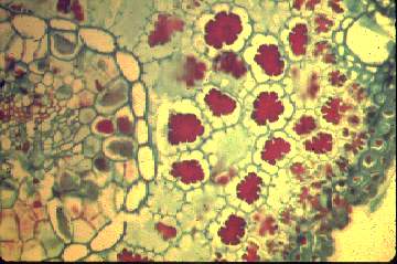 cross-section of young normal pinyon pine needle at 170 x