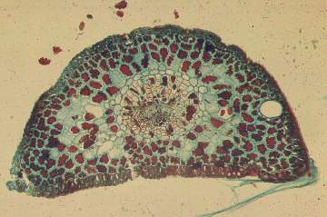 cross-section of young normal pinyon pine needle