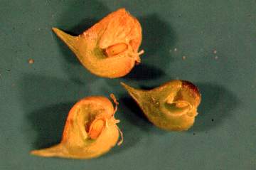 opened stubby galls showing Cecidomyiidae larvae