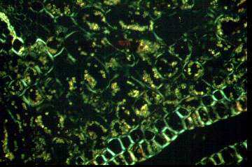 cross-section of round gall of pinyon needles at 100 x in polarized light showing starch grains