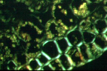 cross-section of round gall of pinyon needles at 100 x in polarized light showing starch grains