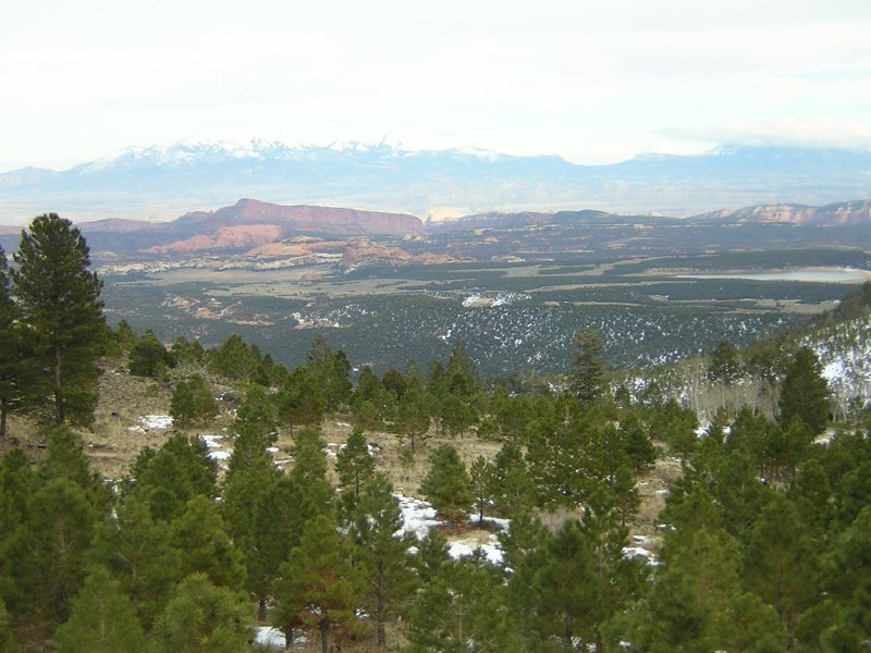 ponderosa pine on Boulder Mt., Utah