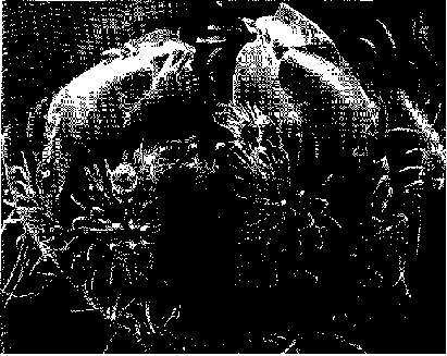 EM scan of Tomicus piniperda mouthparts