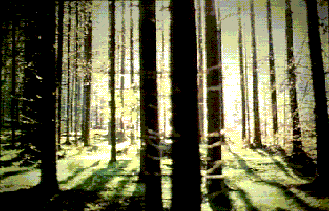 Norway spruce forest