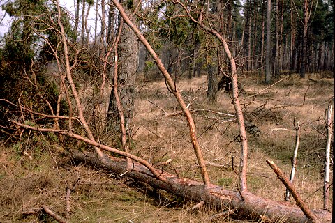Scotch pine, Pinus sylvestris