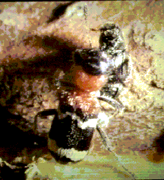 Thanasimus formicarius pair basking