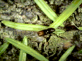 Pityogenes chalcographus