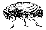 Taxokey: bark beetle
