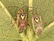 Lygus hesperus, male and female on cotton leaf