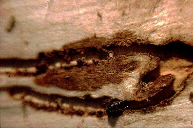 Ips typographus in galleries with eggs