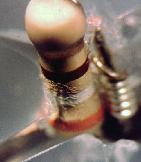 Nematodes aggregating on heated resistor stuck in agar