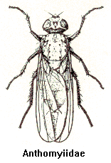 Anthomyiidae