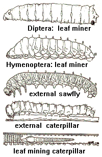 Larvae of leaf miners