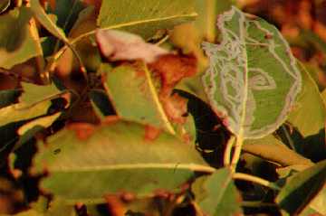 leaf mines