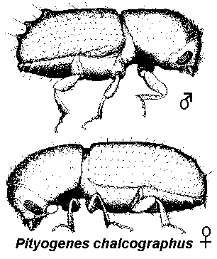 Pityogenes