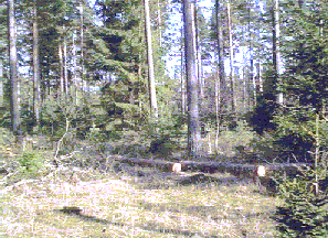Finding host trees